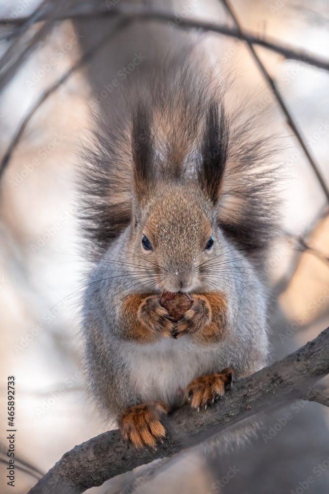 Fototapeta premium The squirrel with nut sits on tree in the winter or late autumn