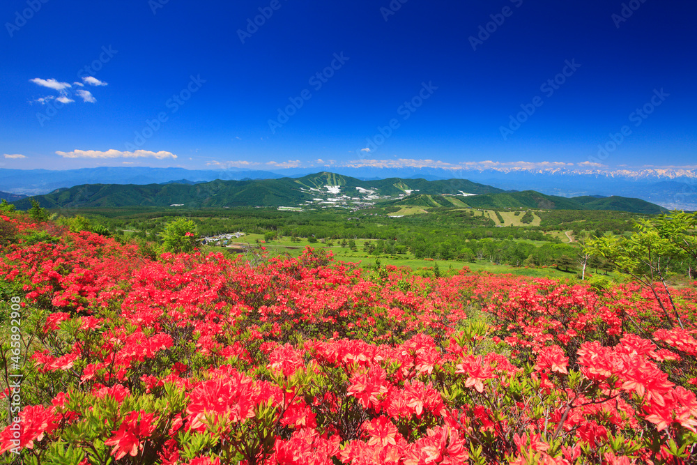 根子岳のレンゲツツジと穂高連峰方向の山並み, 日本,長野県,上田市 根子岳のレンゲツツジと穂高連峰方向の山並み, 日本,長野県,上田市