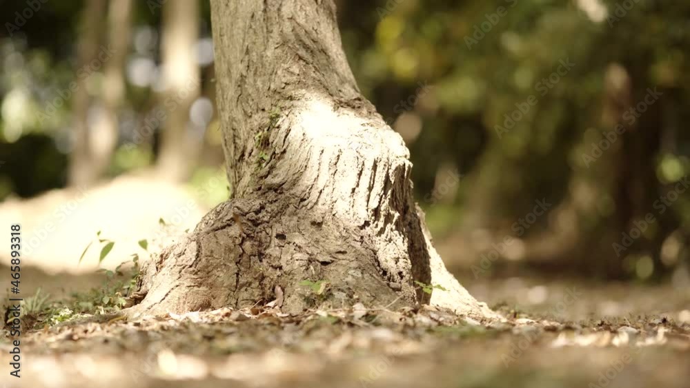 Forest ground where sunlight and shadows are vibrant (2)