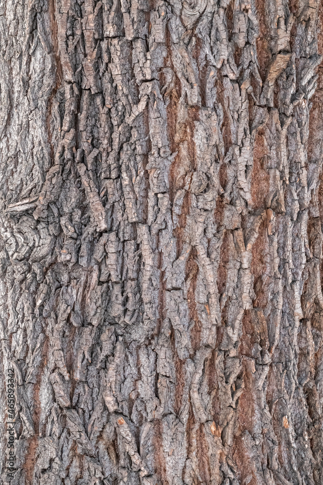 The texture of the bark of an old willow The texture of the bark of an old willow