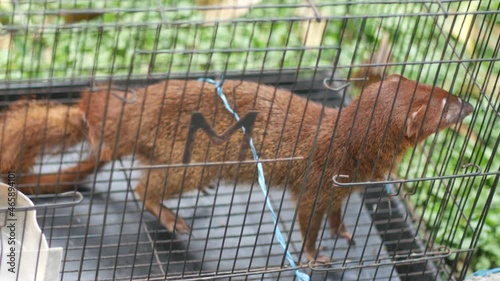 Garangan jawa or Small Indian mongoose in cage. photo