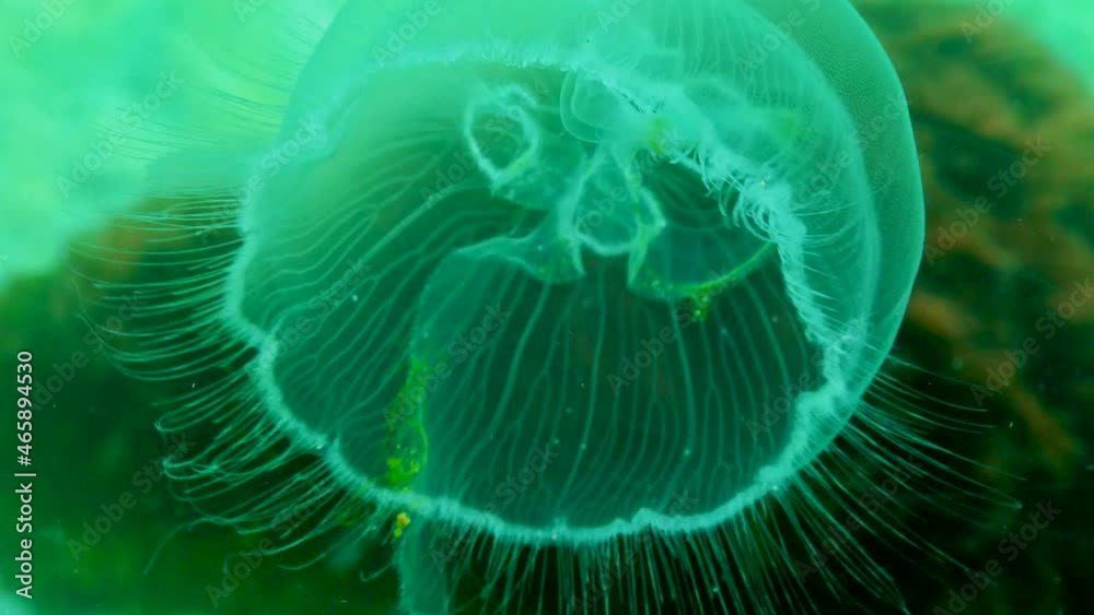 Moon jelly, moon jellyfish (Aurelia aurita) (common jellyfish, saucer jelly), a jellyfish floating in the water column, Black Sea Moon jelly, moon jellyfish (Aurelia aurita) (common jellyfish, saucer jelly), a jellyfish floating in the water column, Black Sea