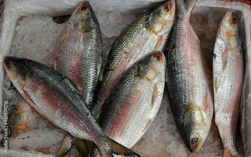 Pile of Fresh Ilish Fish or Hilsa Fish.