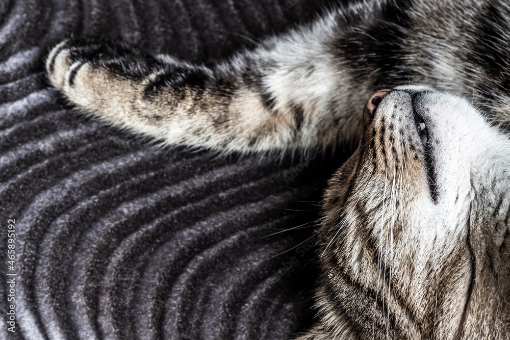 The muzzle of a sleeping tabby cat close-up.