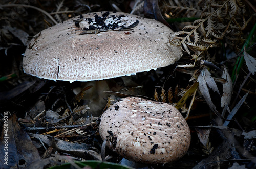 Fungi in the Wonthaggi Wetlands Condservation Park in Autumn, mushroom which may also be a toadstool