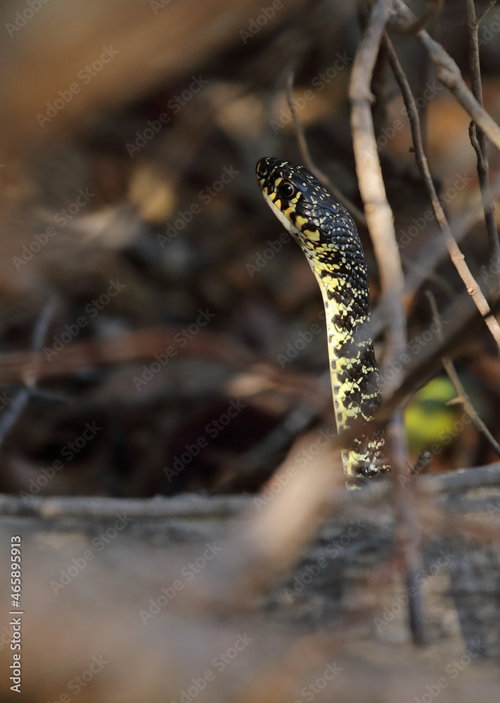 Fototapeta premium Gelbgrüne Zornnatter