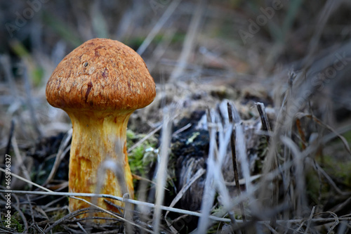 Fungi in the Wonthaggi Wetlands Condservation Park in Autumn, mushroom which may also be a toadstool