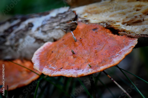Fungi in the Wonthaggi Wetlands Condservation Park in Autumn, mushroom which may also be a toadstool