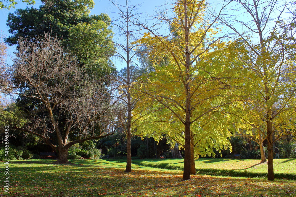 autumn in the park