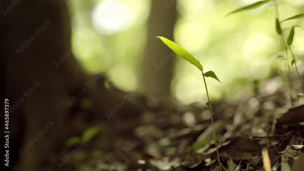 Young bamboo leaves illuminated by sunlight Young bamboo leaves illuminated by sunlight