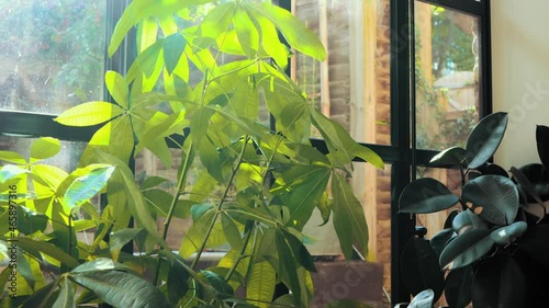 Pan down to two plants in the living room.