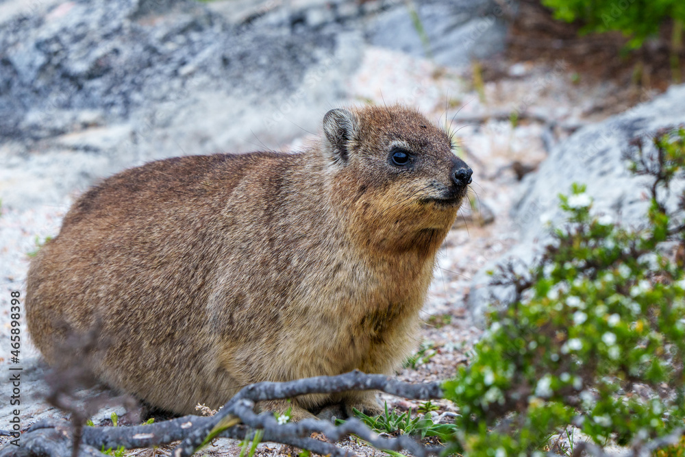 Naklejka premium Rock hyrax or Dassie (Procavia capensis). Hermanus. Whale Coast. Overberg. Western Cape. South Africa