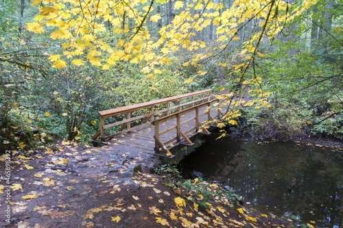 Autumn Leafs Foliage Forest Colors and Wood Bridge on a Hiking Path in Thetis Lake Regional Park near Victoria  BC Canada on Vancouver Island