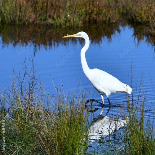 A great egret, a beautiful white wading bird at Ayr Creek Lagoon, Anderson Inlet, Inverloch on the Bass Coast, South Gippsland, Victoria, Australia