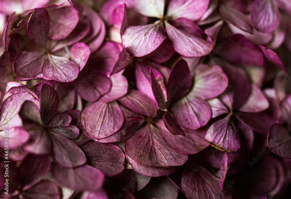 Background from purple Hydrangea flowers. Hortensia in autumn.