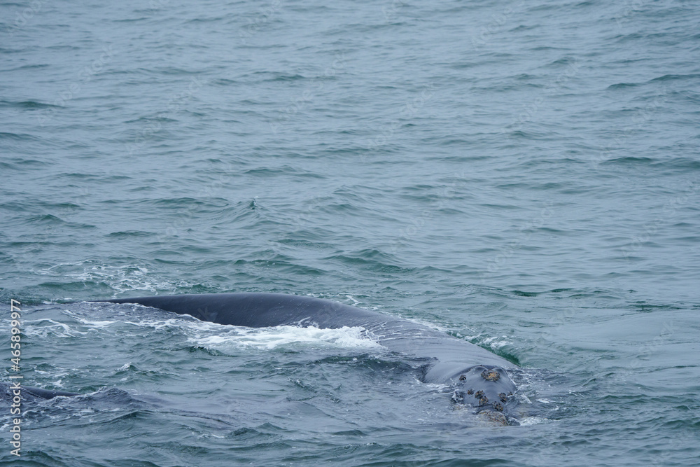 Southern right whale (Eubalaena australis). Hermanus. Whale Coast. Overberg. Western Cape. South Africa Southern right whale (Eubalaena australis). Hermanus. Whale Coast. Overberg. Western Cape. South Africa