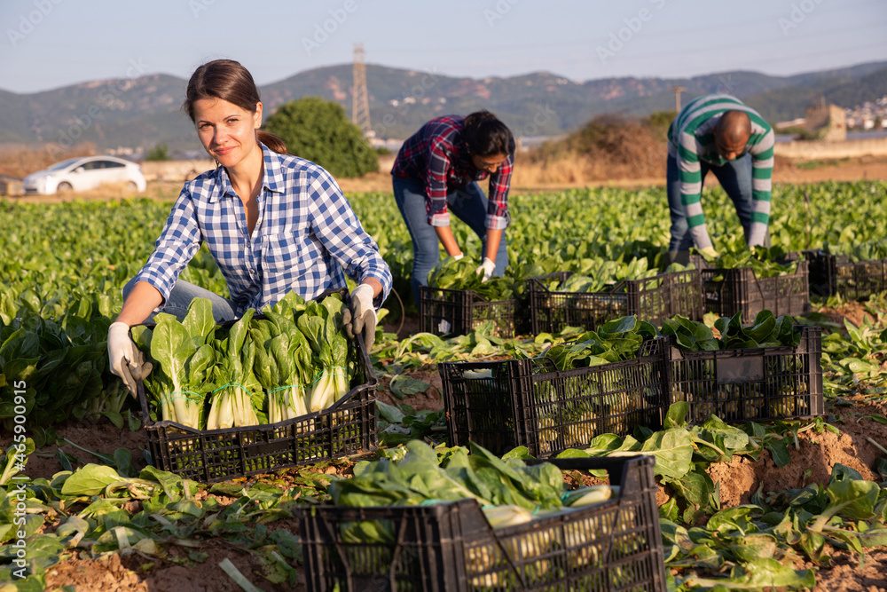 Positive woman carries box with harvest of chard on farm field