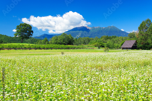 蕎麦の花畑と御岳, 木曽町,長野県