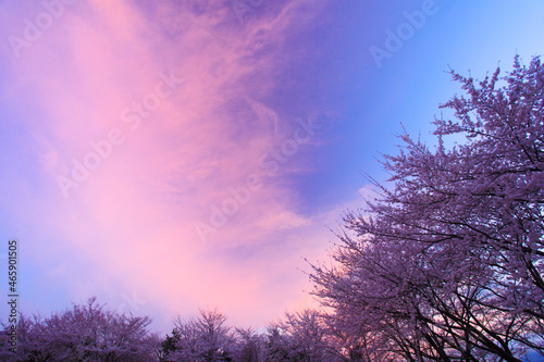 ソメイヨシノと夕焼け, 富士河口湖町,南都留郡,山梨県