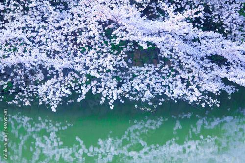 ソメイヨシノと千鳥が淵の濠の水面の朝, 千代田区,東京都