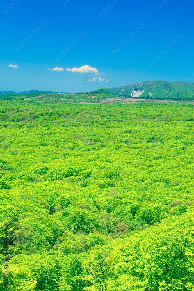 岩木山と新緑のブナ林の樹海, おいらせ町,上北郡,青森県 岩木山と新緑のブナ林の樹海, おいらせ町,上北郡,青森県