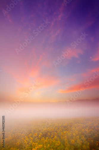 ヒマワリ畑と朝焼けと朝霧と十勝連峰, 上富良野町,空知郡,北海道