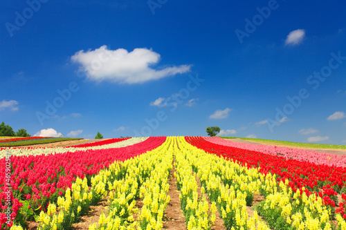 キンギョソウなど花畑の丘と木立とわた雲, 美瑛町,上川郡,北海道
