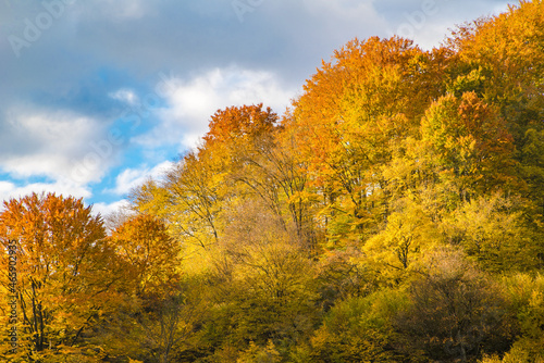 autumn. The tree is covered with orange and yellow leaves on a background of sky behind the clouds. autumnal background