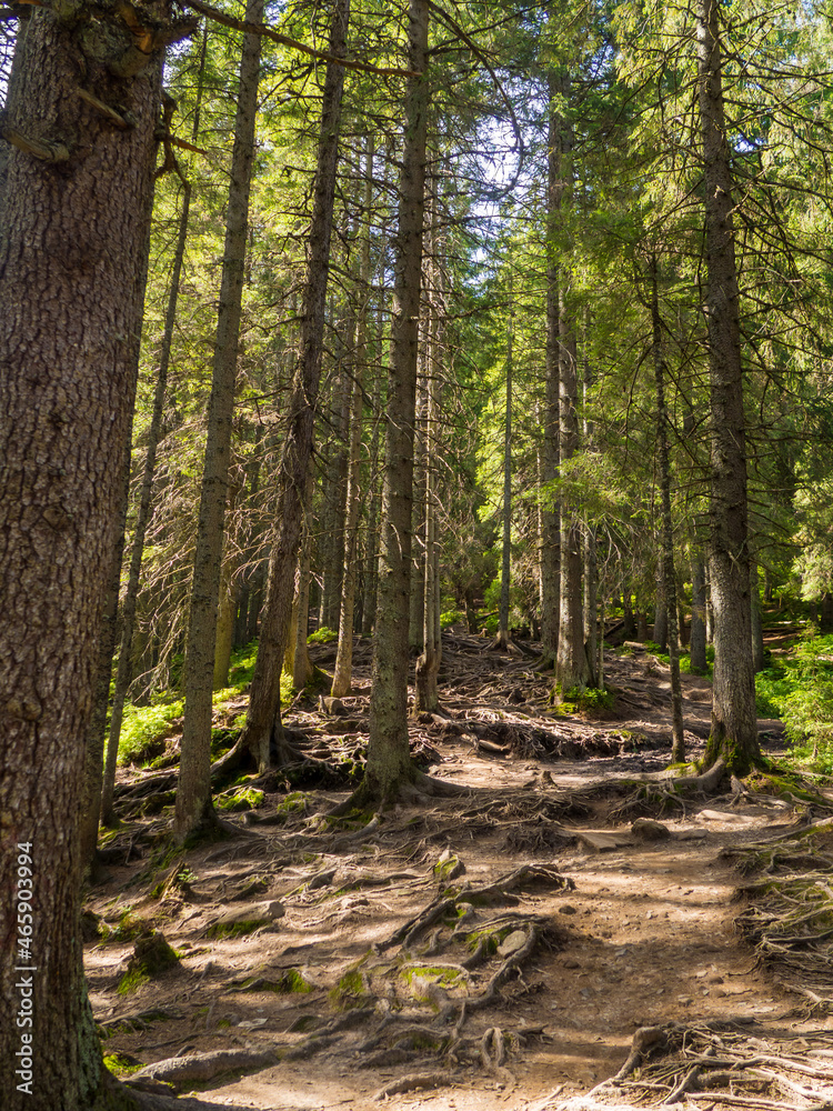 Obraz premium Scenic Trail full of roots in the middle of wooden coniferous forrest, surrounded by green bushes and leaves and ferns on a Fall Evening in Carpathian Nature. Amazing pedestrian track in Ukraine.