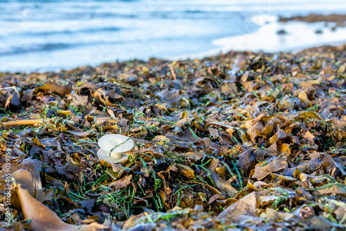 A plastic reel washed up on a pile of seaweed on a beach, with the blue waves of the ocean in the background