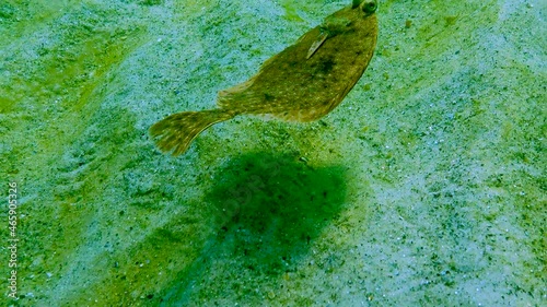 Black Sea, European flounder (Platichthys flesus luscus) floats in the water column photo