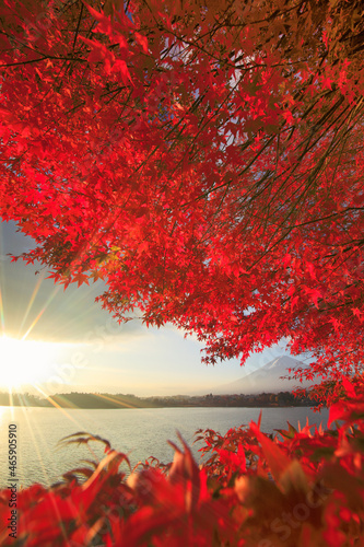 モミジと富士山と河口湖と朝日, 日本,山梨県,南都留郡,富士河口湖町