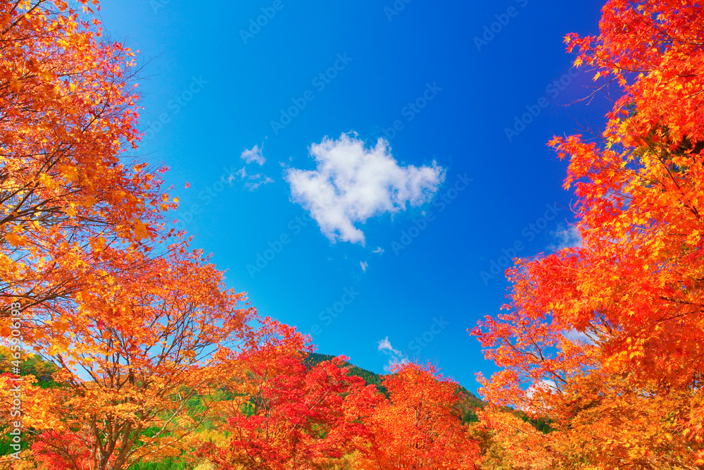 治部坂高原のモミジとわた雲, 日本,長野県,下伊那郡,阿智村