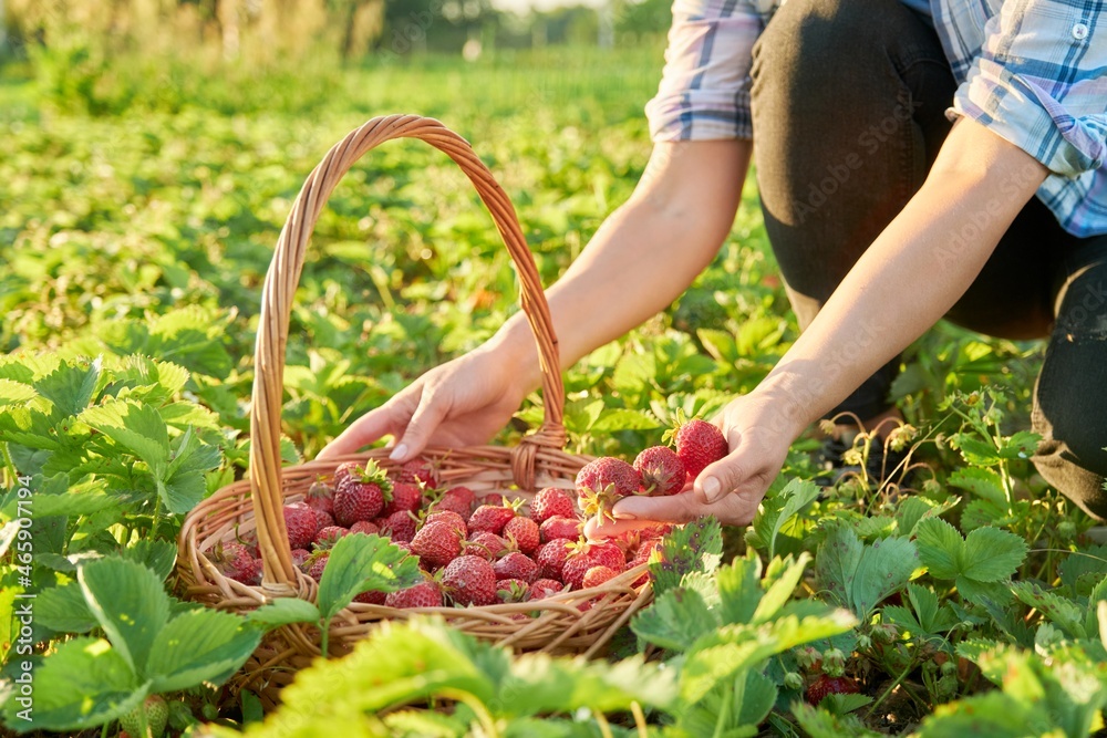 Farm field with strawberries, close-up of a basket with berries and a woman's hands. Farm field with strawberries, close-up of a basket with berries and a woman's hands.