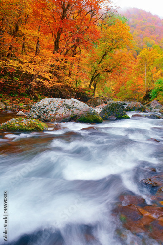 紅葉の雑魚川の清流, 日本,長野県,下高井郡,山ノ内町
