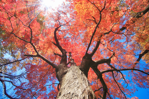 懐古園のモミジの紅葉と木もれ日, 日本,長野県,小諸市 photo