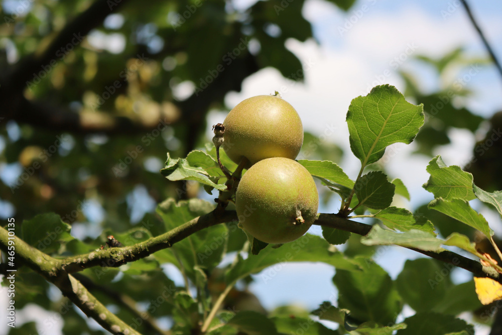 Russet apples growing on branches in the orchard on a sunny summer day. Italian Renetta apple. Malus domestica Russet apples growing on branches in the orchard on a sunny summer day. Italian Renetta apple. Malus domestica