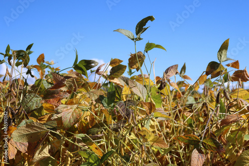 Yellow and green soybean field on late summer against blue sky on a sunny day. Glycine max cultivation photo