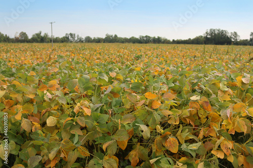 Glycine max agricultural landscape. Yellow and green soybean field on a sunny day photo