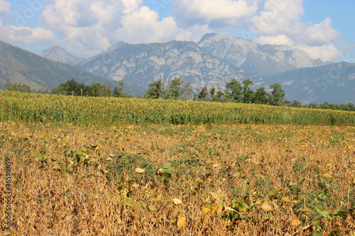 Yellow soybean field near sorghum field on late summer in the italian countryside