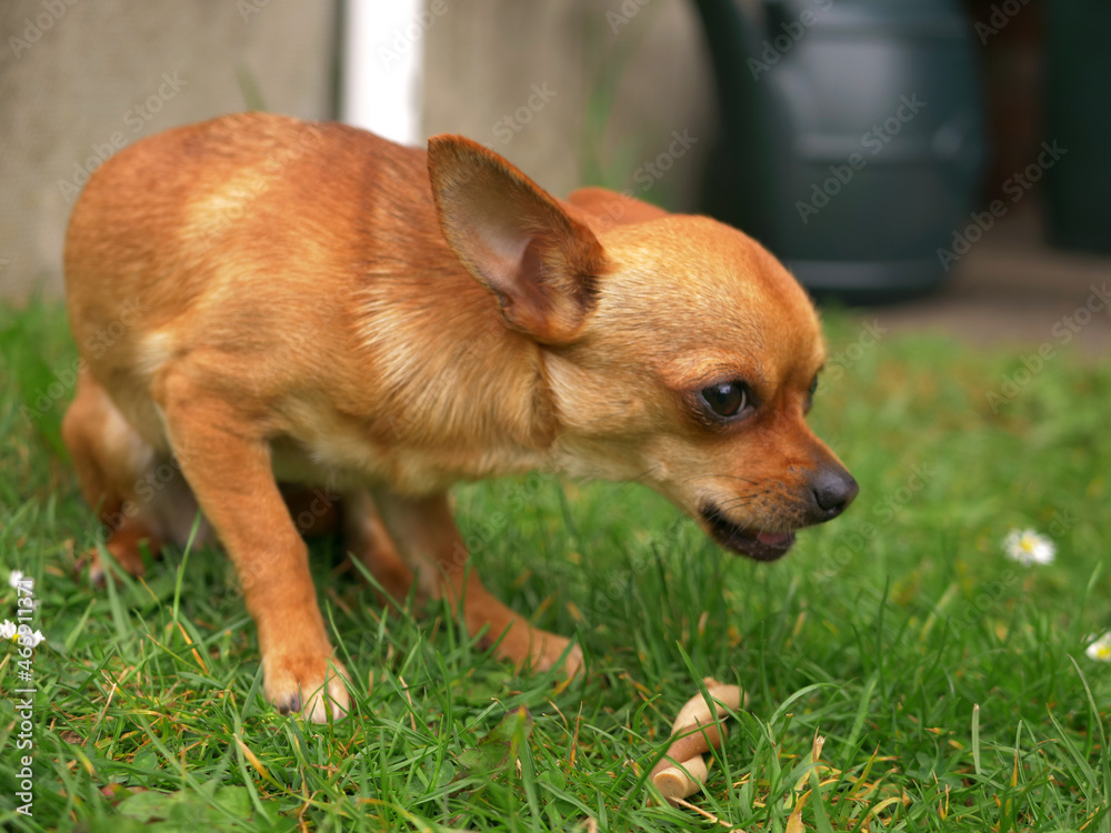 Cute Chihuahua dog on grass lawn medium shot