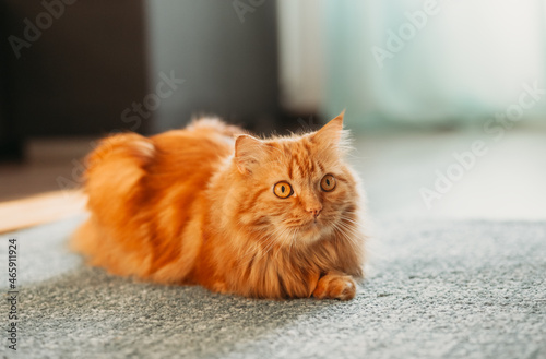 Red fluffy cat lies on a blue carpet