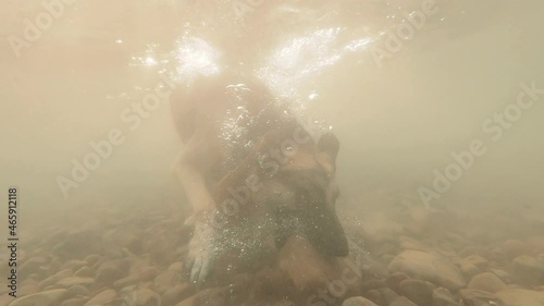 Dog walking in the water of the Lake, Shaking The Water Off Slow Motion photo