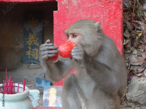 taiwan monkey on red small temple