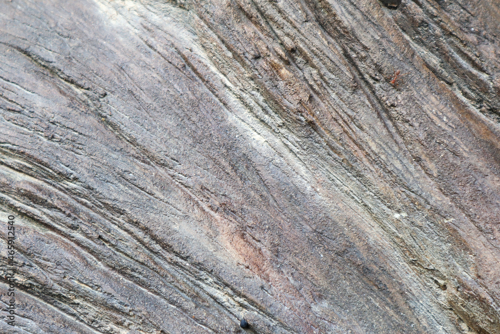 big tree background images and textures big tree background images and textures