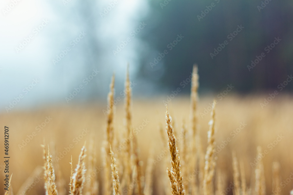 Dried grass on foggy autumn morning Dried grass on foggy autumn morning