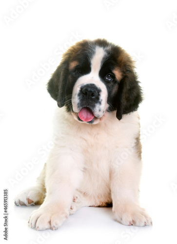 Fototapeta Naklejka Na Ścianę i Meble -  puppy saint bernard