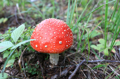 Details of fly agaric in forest