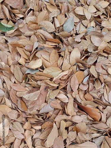 withered mango leaves