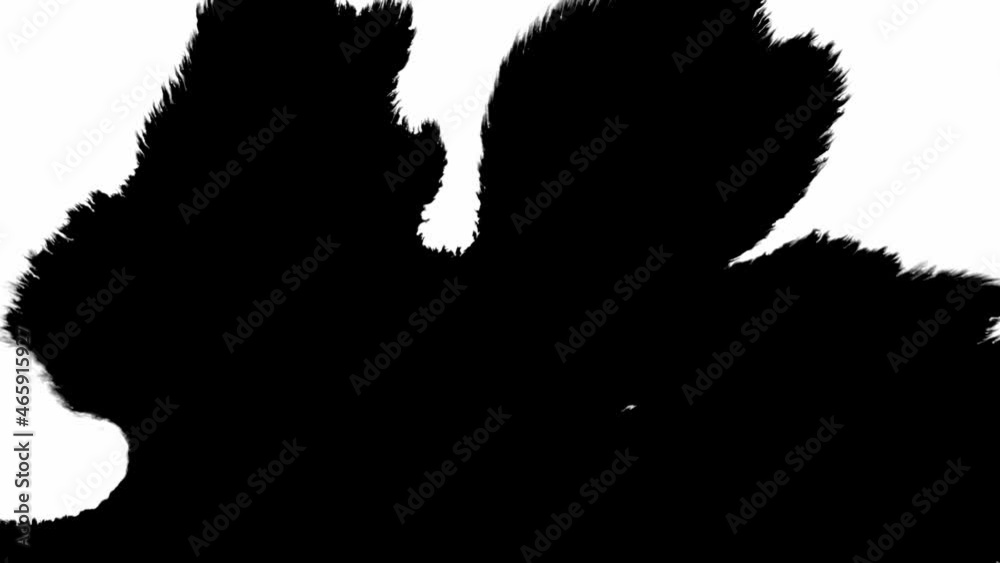 Black inks drops on white background. Drop white ink spreads